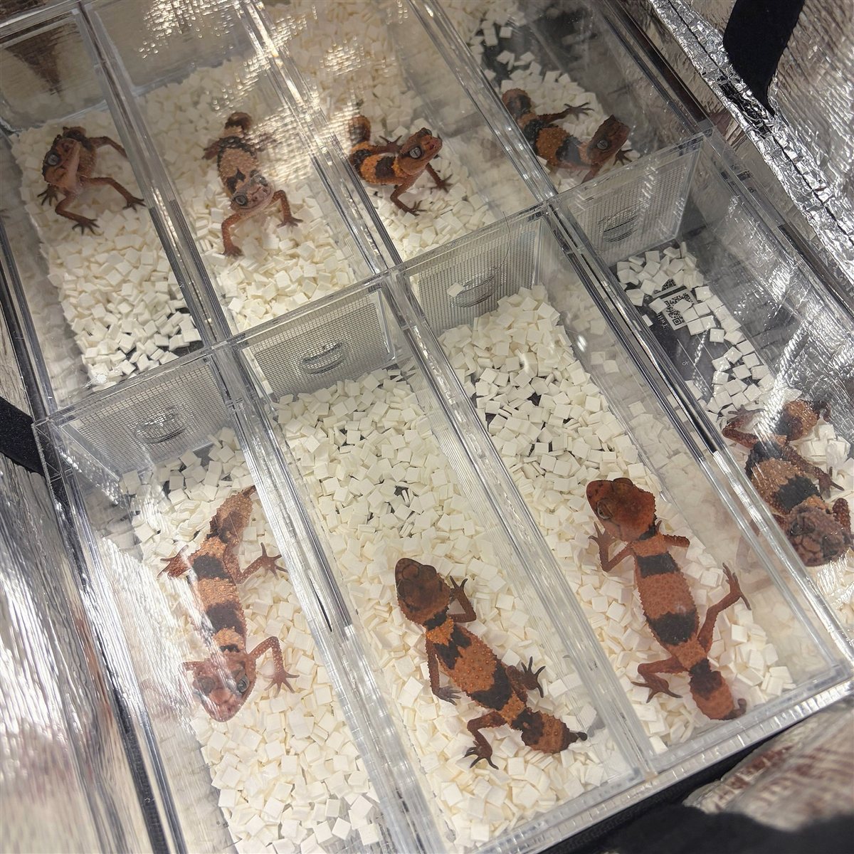 保温バッグの中に並んだケースに、1匹ずつ入ったタマオヤモリたち