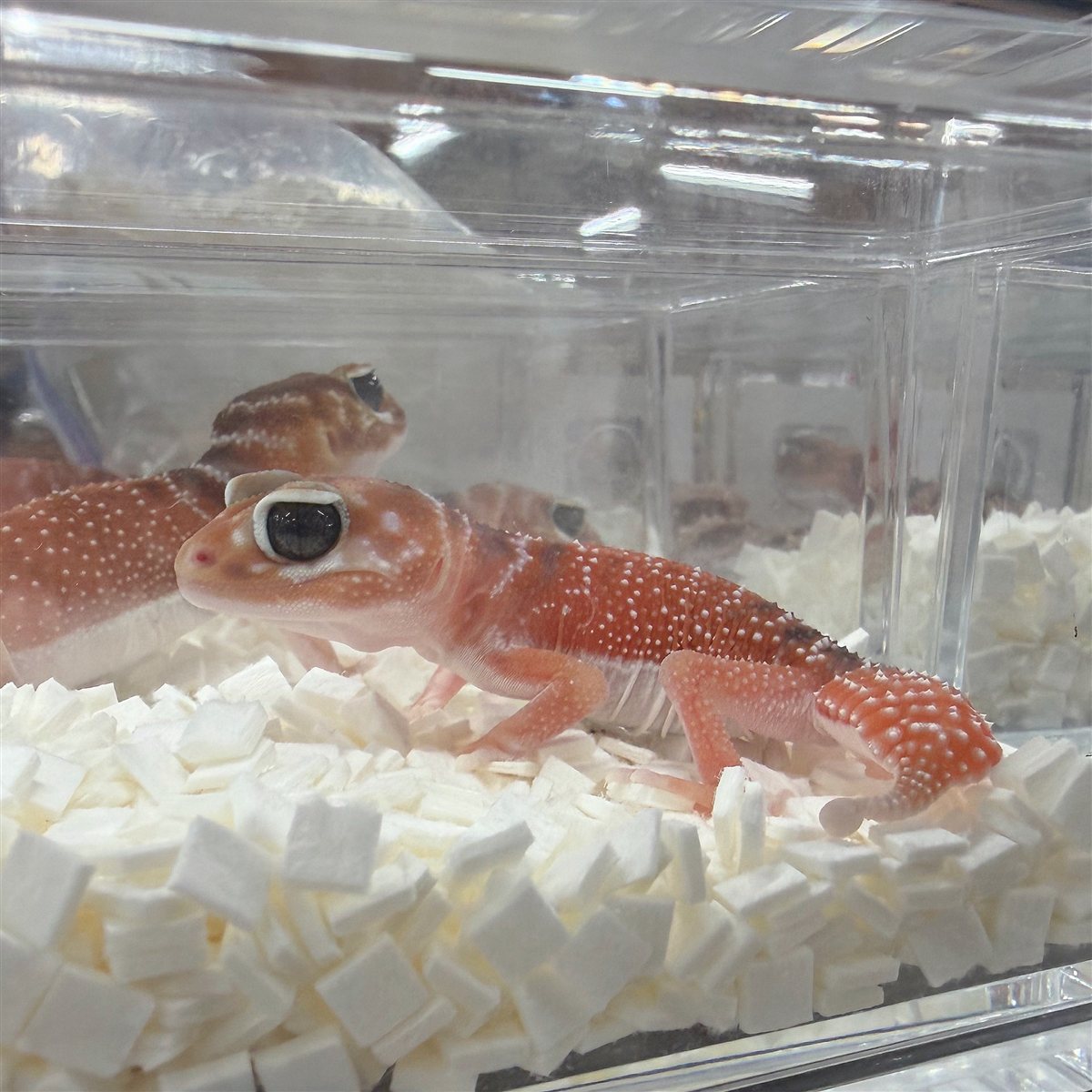 透明なケースの中で、白い床材の上にいるオレンジ色のタマオヤモリ