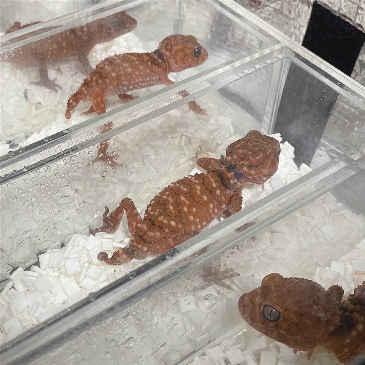 内側に水滴のついたケースの中のタマオヤモリ