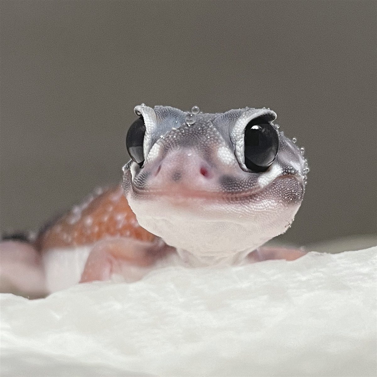 水滴のついたナイリクナメハダタマオヤモリの顔を正面から見たところ