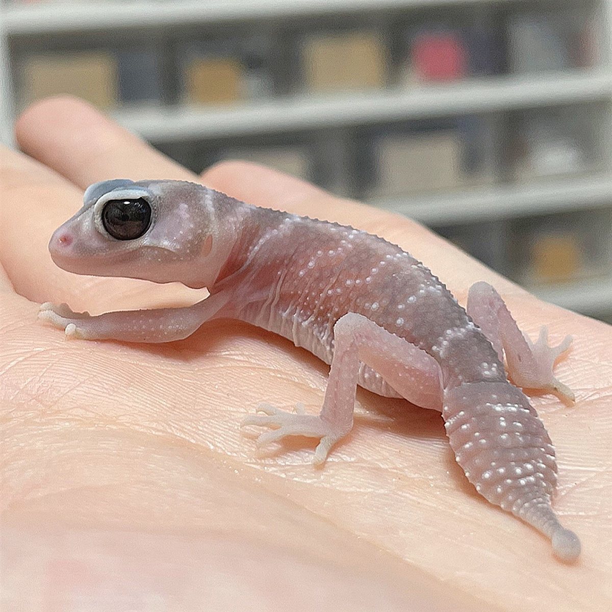 手のひらに乗った、淡い色のナイリクナメハダタマオヤモリ