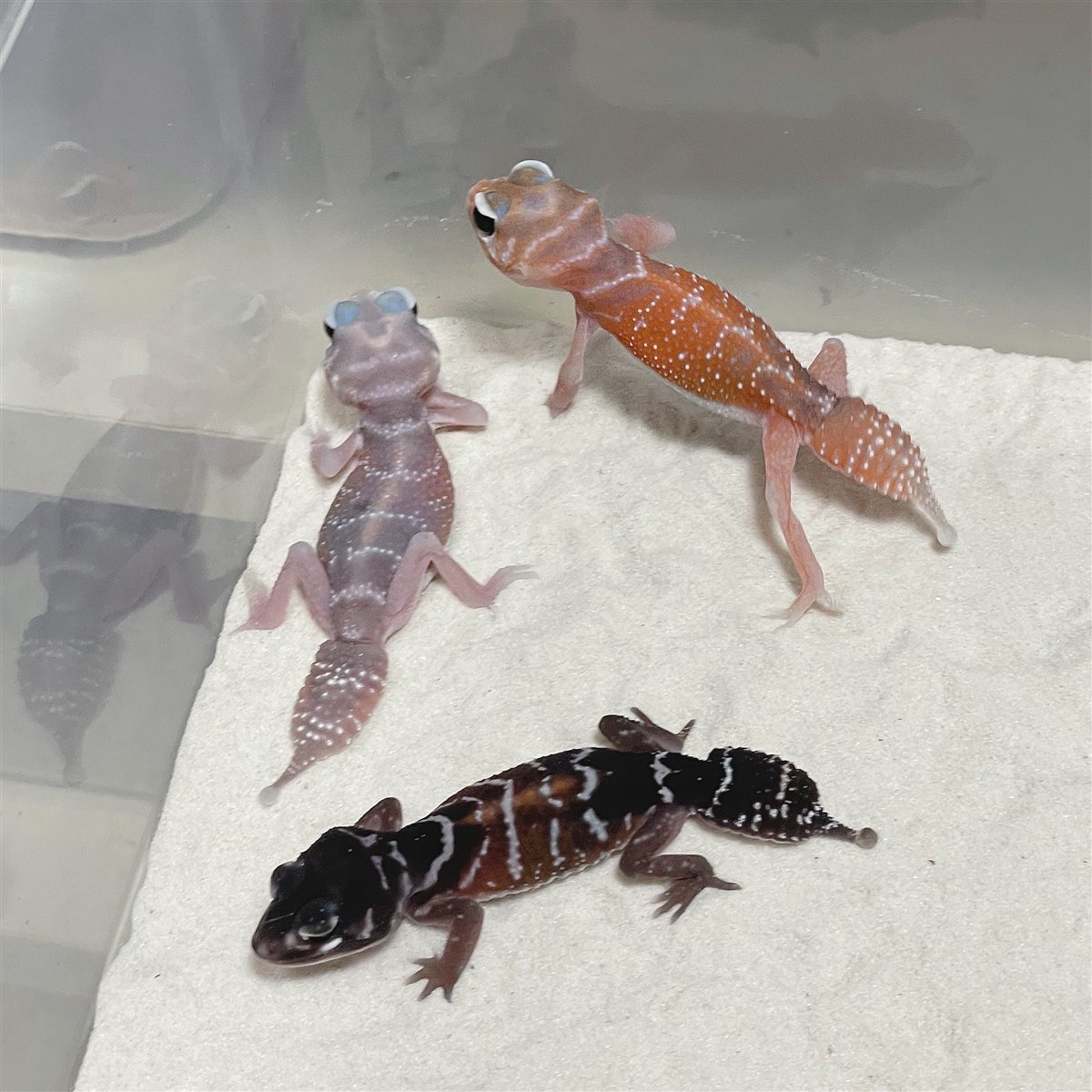 淡い色、赤、黒の3匹のナイリクナメハダタマオヤモリ