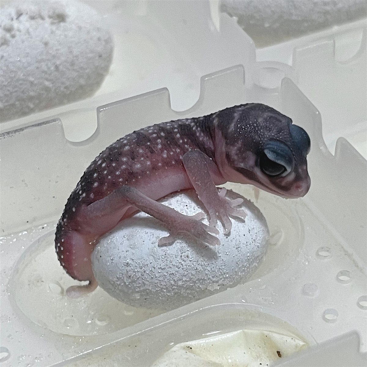 卵の上に乗っている、生まれて間もないピルバラナメハダタマオヤモリ