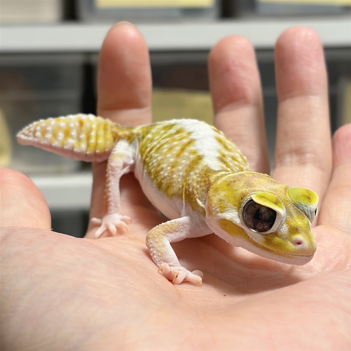 手のひらに乗った、黄色と白の体色のピルバラナメハダタマオヤモリ