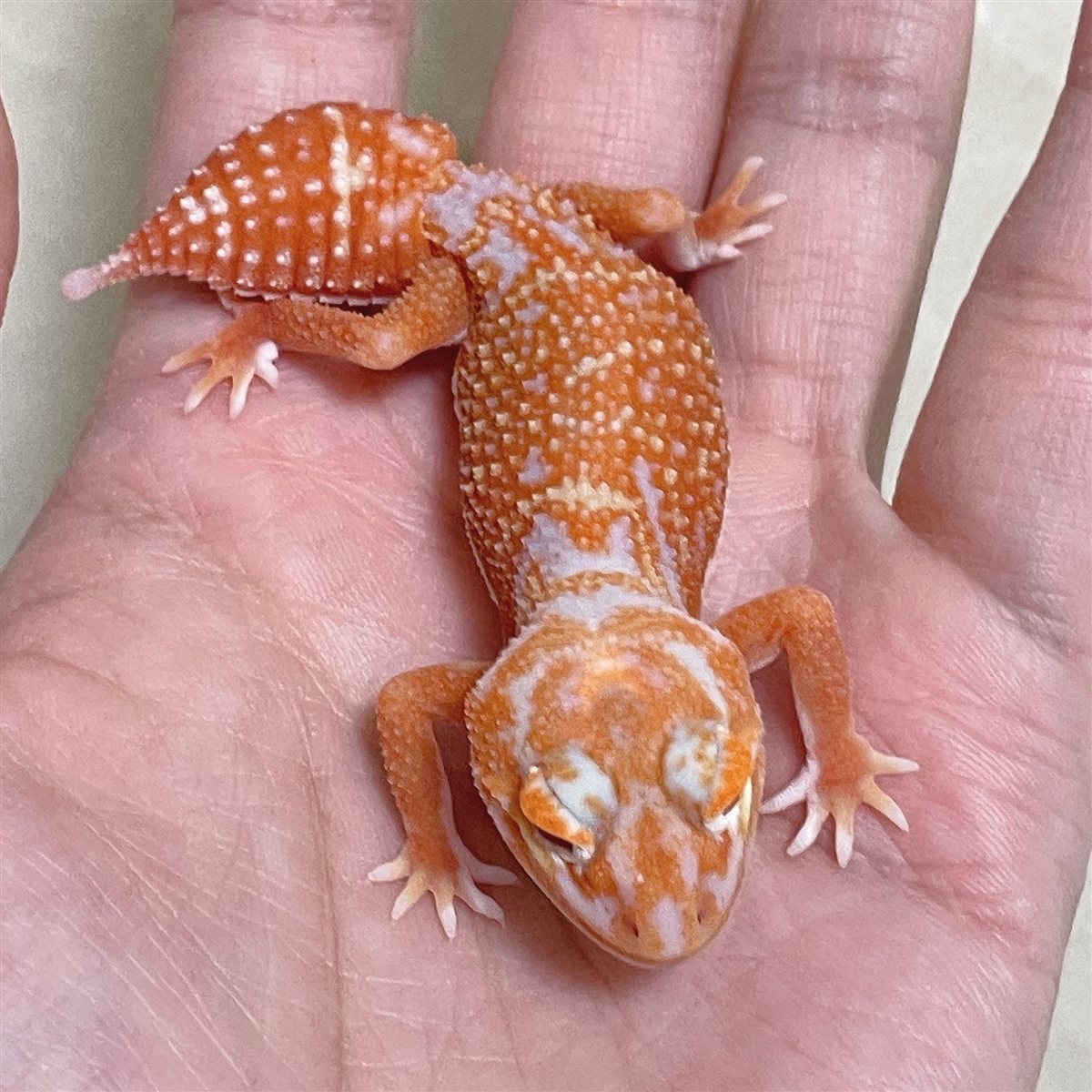手のひらに乗った、オレンジ色のピルバラナメハダタマオヤモリ