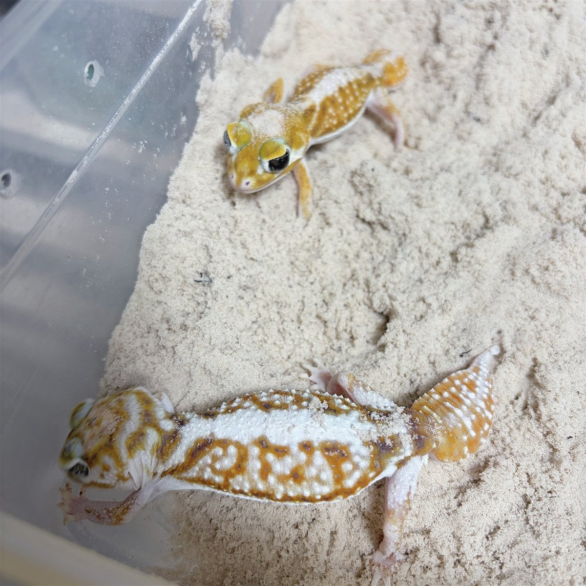 砂の上にいる、黄色と白の2匹のピルバラナメハダタマオヤモリ
