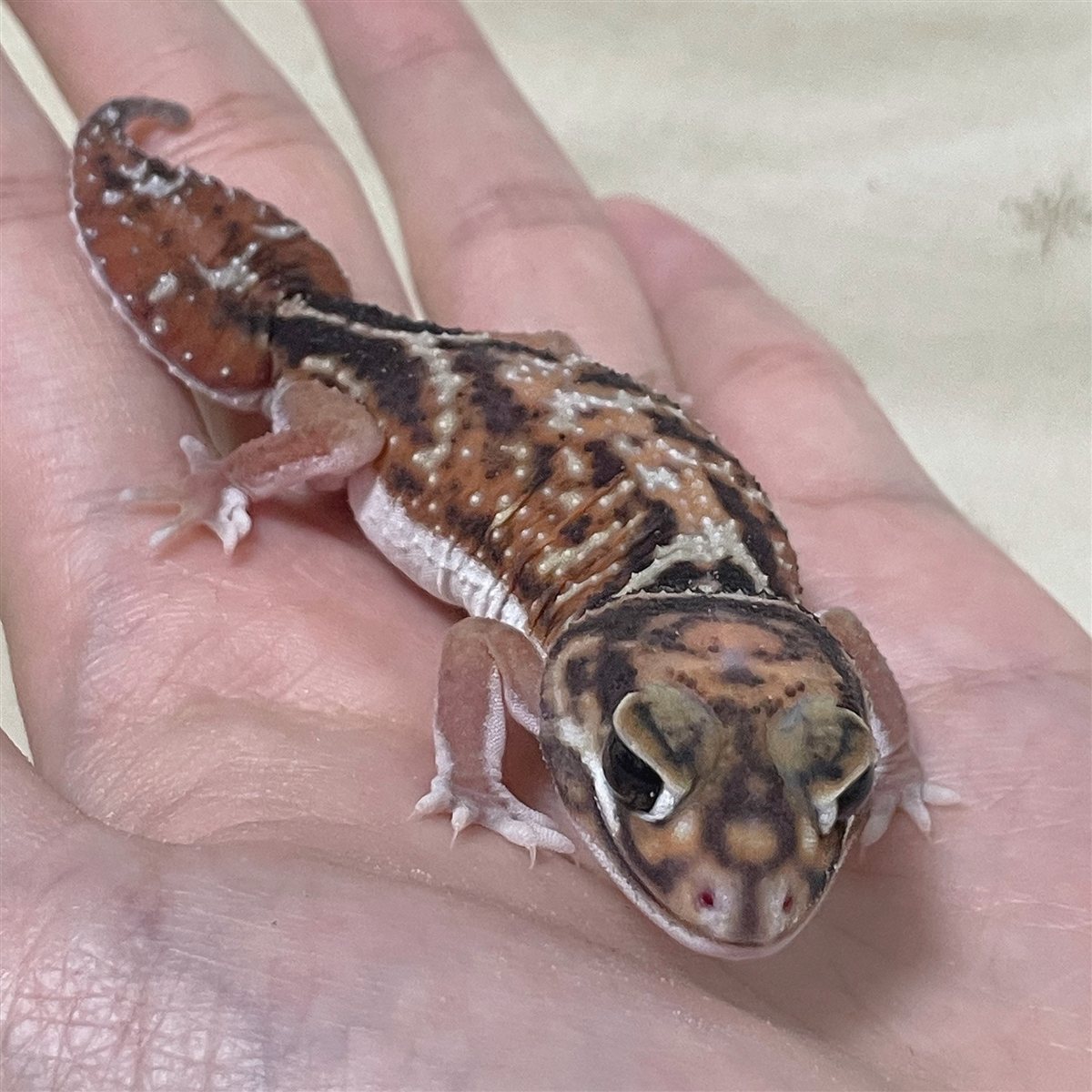 濃い色の柄がはっきり入ったピルバラナメハダタマオヤモリ